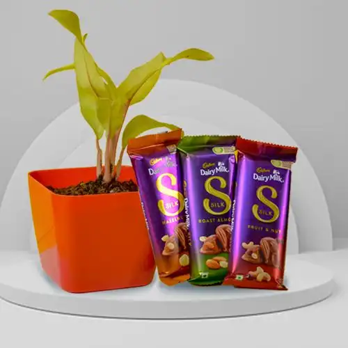 Air Purifying Philodendron Plant n Chocolate Jaunt