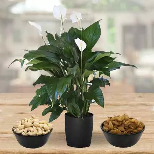 Air Purifying Peace Lily Plant N Dried Fruits Duo