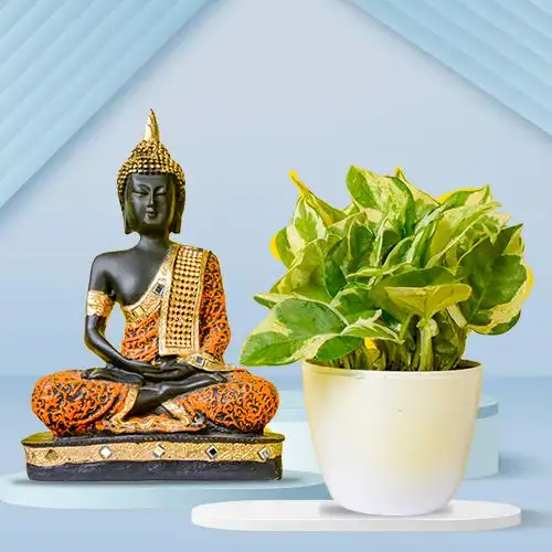 Air Purifying Golden Pothos Plant n Aesthetic Buddha Idol Combo