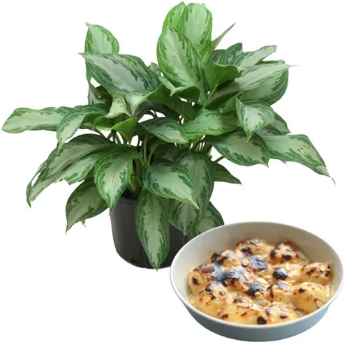 Air Purifying Aglaonema Modestum with Balaram Mullick Sweets Array