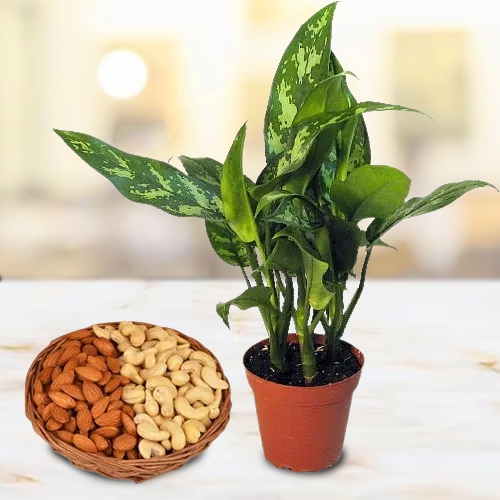 Air Purifying Aglaonema Modestum with Dried Fruits Surprises