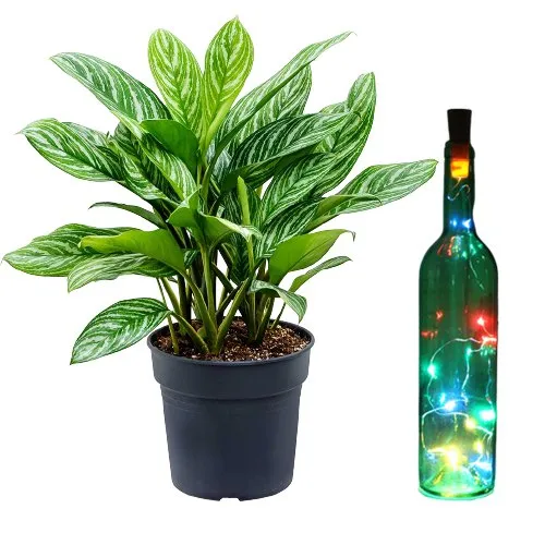 Air Purifying Aglaonema Modestum n Led Lighted Bottle Duo