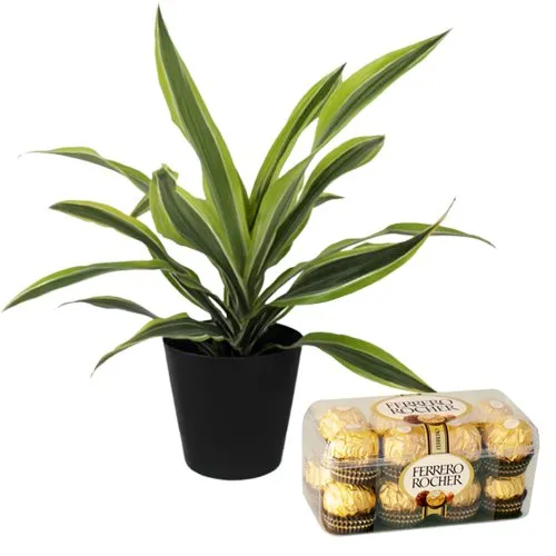 Air Purifying Warneck Dracaena n Chocolaty Impact