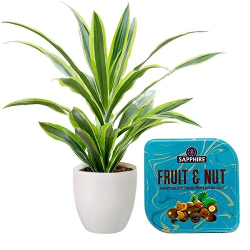 Air Purifying Warneck Dracaena with Fruit n Nut Box