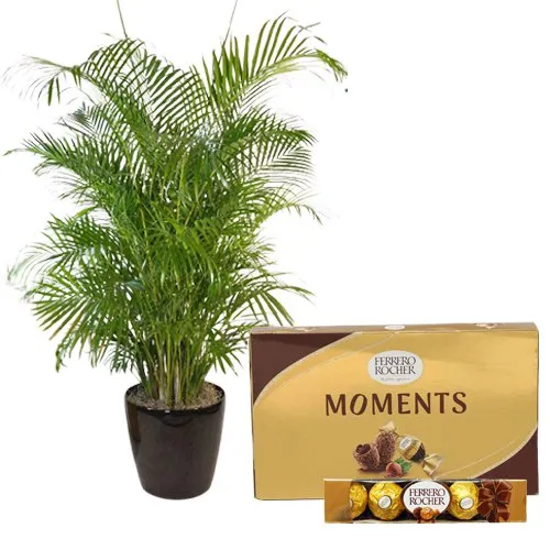 Air Purifying Areca Palm Plant n Chocolaty Pride