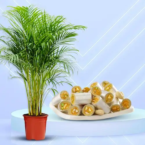 Air Purifying Areca Palm Plant n Sweetness retold