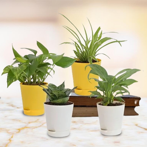 Soothing Pals - Set of 4 Air Purifying Plants