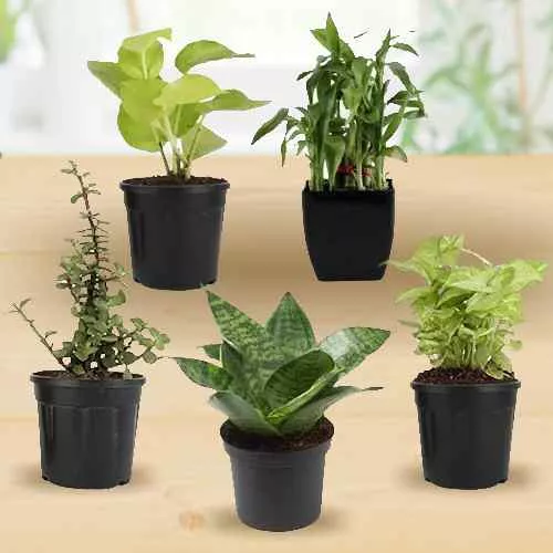 Evergreen Set of 5 Air Purifying Plants for Indoor