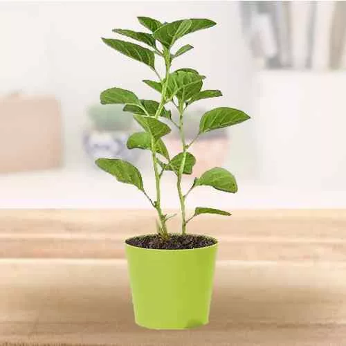 Astonishing Ashwagandha Plant with Green Pot