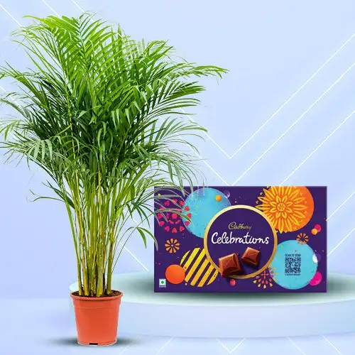 Classic Gift of Areca Palm Plant N Cadbury Celebrations