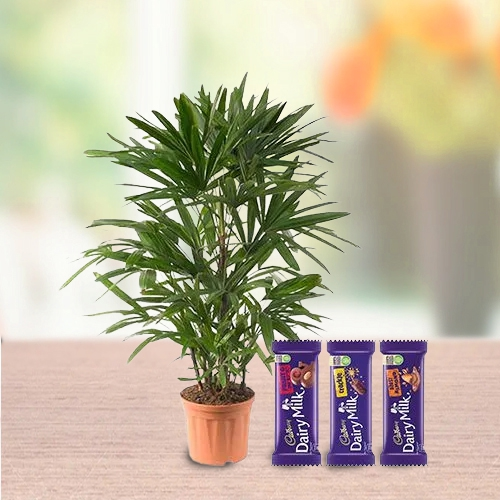 Lovely Raphis Palm Plant N Cadbury Chocolate Combo