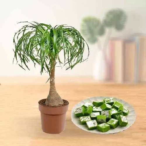 Exclusive Gift of Pony Tail Palm Plant N Mawa Pista Barfi