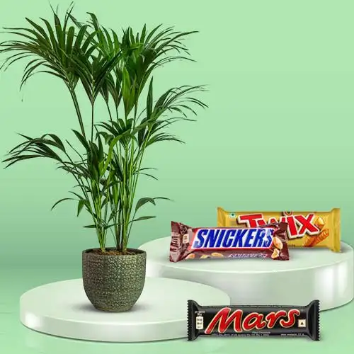 Marvelous Gift of Kentia Palm Plant N Assorted Chocolates