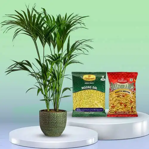 Fantastic Combo of Kentia Palm Plant with Assorted Savories