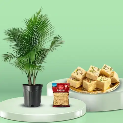 Evergreen Majesty Palm Plant with Sweet N Savory Delicacy