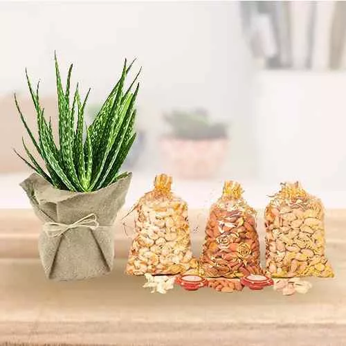 Exclusive Jute Wrapped Aloe Vera Plant with Dry Fruits Assortments