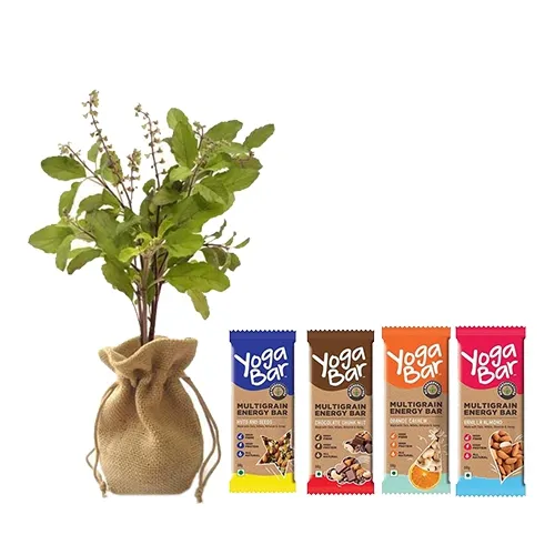 Evergreen Jute Wrapped Tulsi Plant with Yoga Bar Combo