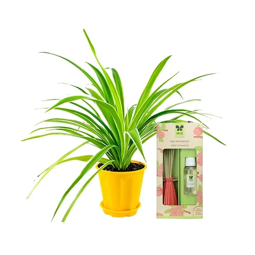 Air Purifying Spider Plant with IRIS Apple Cinnamon Reed Diffuser Set Gift
