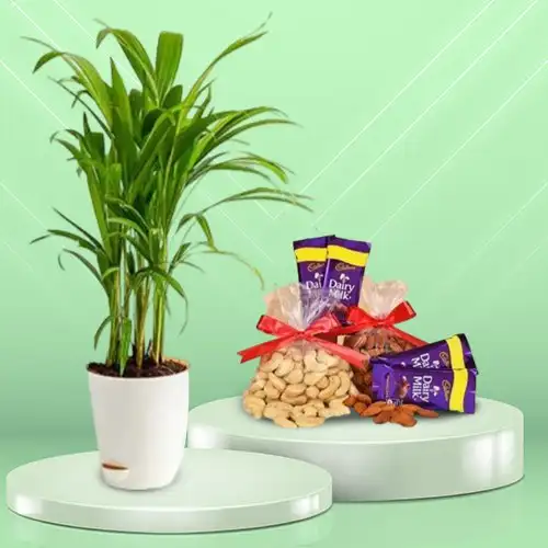 Ravishing Areca Plant with Dairy Milk Chocolate n Nutty Delicacy