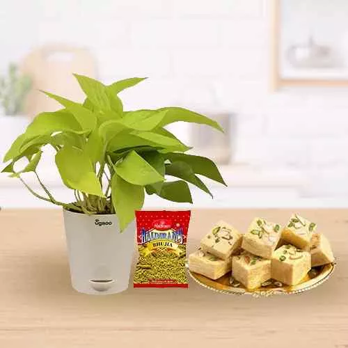 Good Luck Money Plant with Bujhia N Soan Papdi Gift