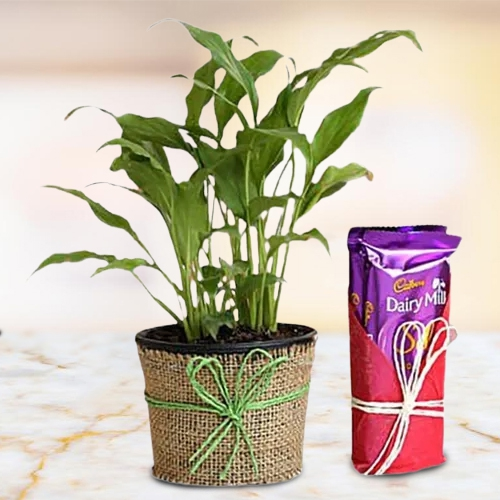 Exclusive Jute Wrapped Peace Lily Plant with Dairy Milk Blast Combo