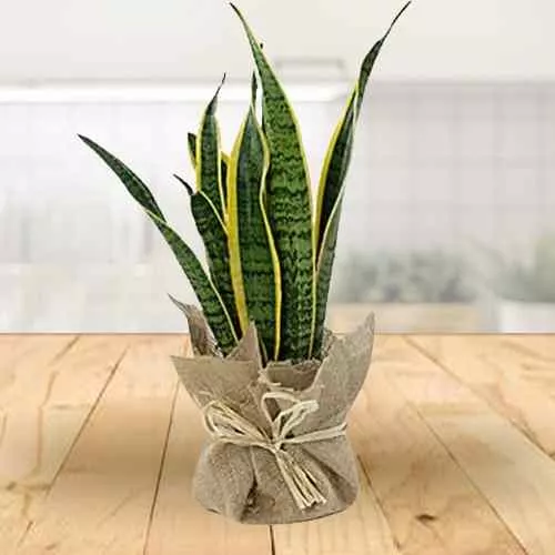 Splendid Jute Wrapped Snake Plant Gift