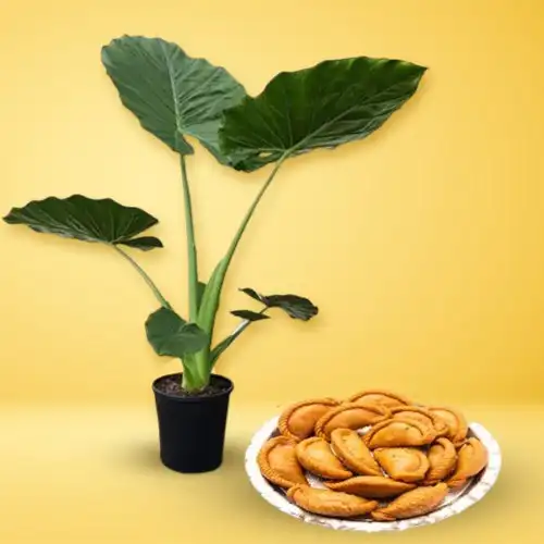 Attractive Combo of Elephant Ear Plant N Khowa Puri