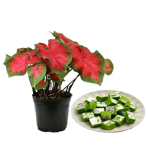 Beautiful Caladiums Plant N Sweetness Treat