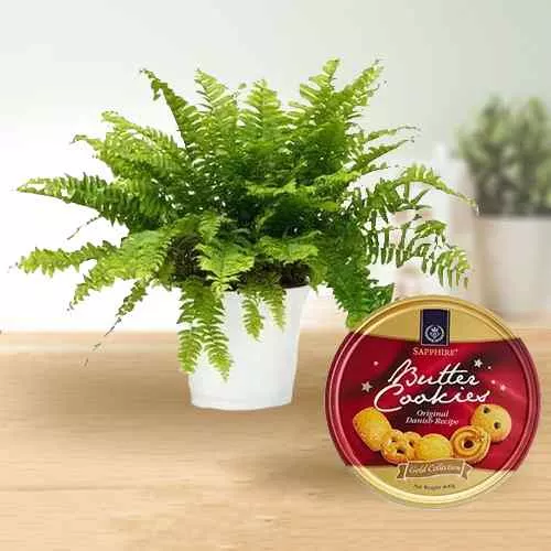 Eye Catching Fern Plant with Sapphire Butter Cookies Gift