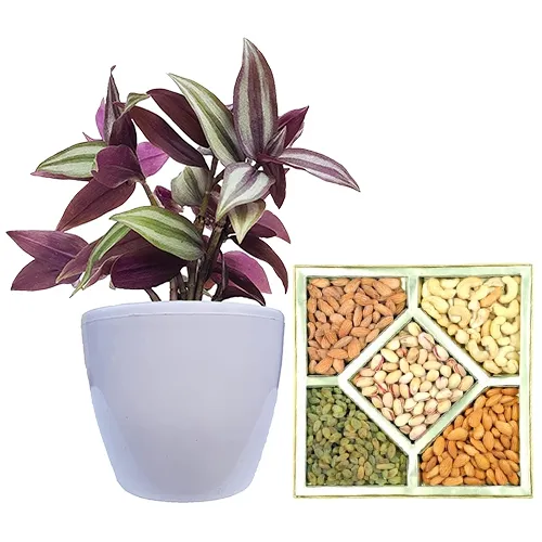 Vibrant Wandering Jew Plant N Assorted Dry Fruit Collection