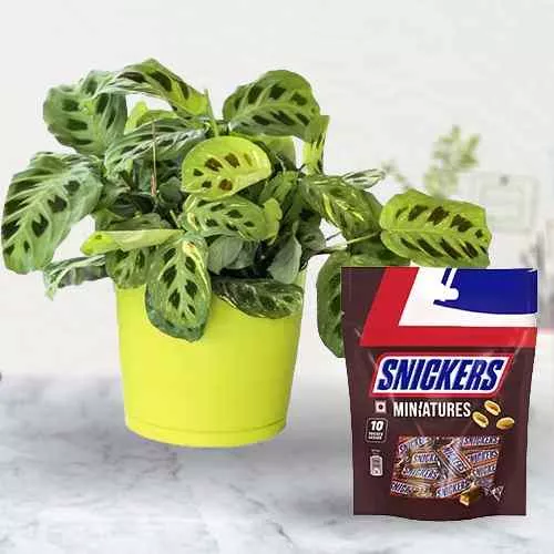 Fantastic Selection of Maranta Plant N Snickers Miniatures