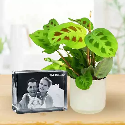 Graceful Pair of Maranta Plant N Personalized Glass Paper Weight