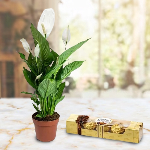 Classic Gift of Lily Plant with Ferrero Rocher
