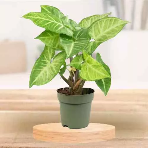 Marvelous Gift of Potted Syngonium Plant