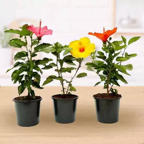 Classic Set of 3 Potted Hibiscus Plants