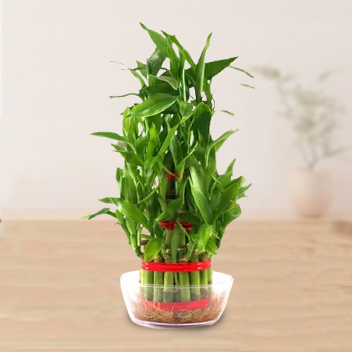 Sending Two Tier Lucky Bamboo Plant in Glass Pot