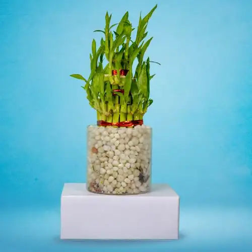 Order Blooming Selection of Three Layer Lucky Bamboo Plant in Glass Pot