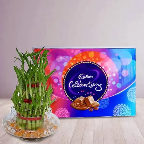 Deliver Two Tier Bamboo Plant with Cadbury Celebrations Chocolates