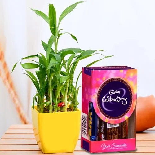 Shop for 2 Tier Lucky Bamboo Plant with Cadbury Celebrations Mini Pack