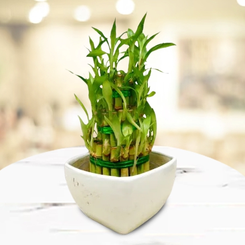 House Warming Gift of 3 Layer Good Luck Bamboo Plant in Ceramic Pot