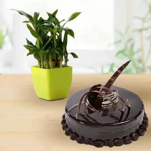 Order 2 Tier Lucky Bamboo Plant with Chocolate Truffle Cake