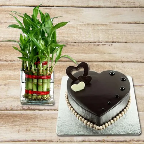 Shop for 2 Tier Lucky Bamboo Plant with Heart Shaped Chocolate Cake