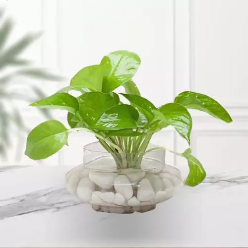 Deliver Money Plant in Glass Vase