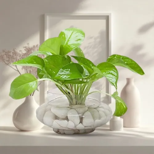 Magic Maker Money Plant