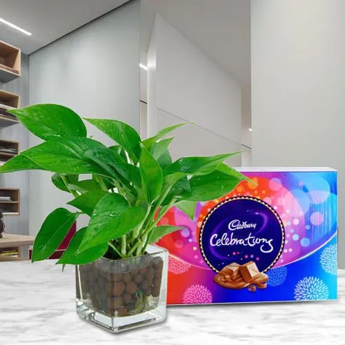 Marvelous Money Plant in Glass Vase with Cadbury Celebrations Pack