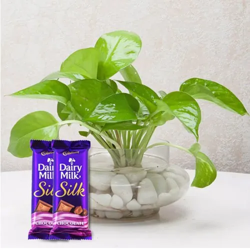 Gorgeous Money Plant with Luscious Cadbury Dairy Milk Silk<br>