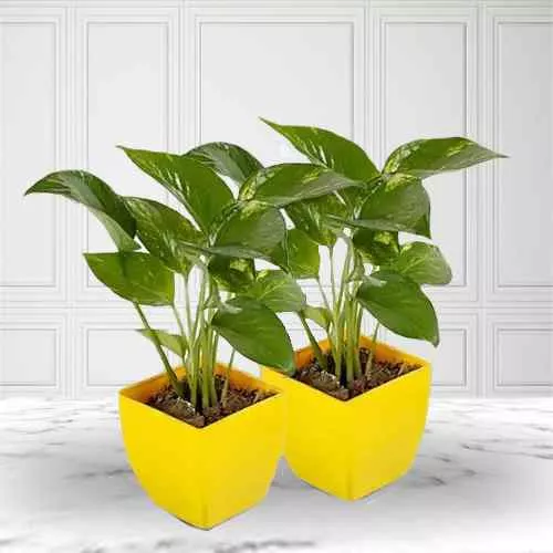 Good Fortune Gift of Duel Money Plant in Attractive Plastic Pots