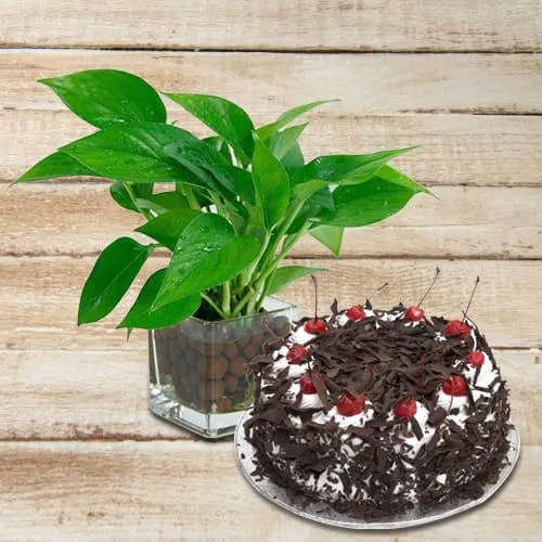 Marvelous Money Plant in Glass Pot with Black Forest Cake