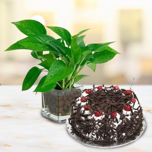 Buy Money Plant in Glass Pot with Black Forest Cake
