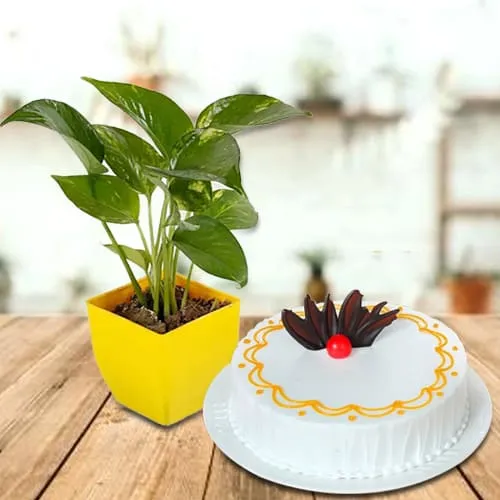 Send Vanilla Cake with Money Plant in Plastic Pot